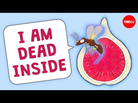 Are There Really Dead Wasps in Figs?