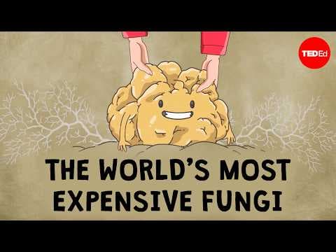What Are Truffles and Why Are They So Expensive? - Carolyn Beans